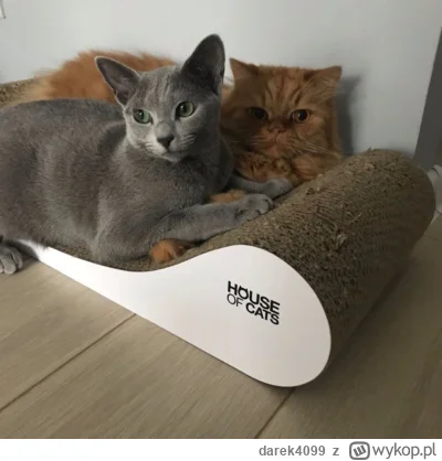 darek4099 - Siwa nie daje rudemu spokoju ( ͡° ͜ʖ ͡°)
#pokazkota