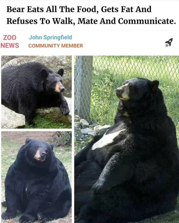 wfyokyga - Mój spirit animal