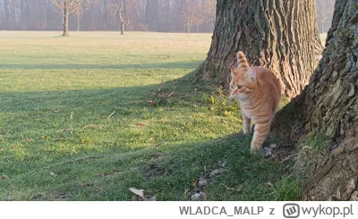 WLADCA_MALP - #pokazkota #zdjeciatarzana