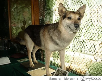 Samara__Morgan - @qtass: oj tam oj tam