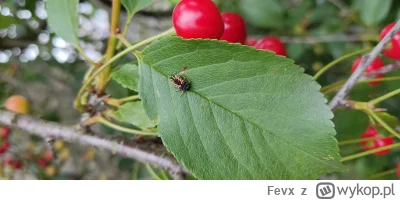 Fevx - Co to za #smiesznypiesek z kategorii #owady może być? Siedzi na wiśni. #entomo...