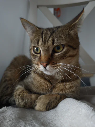 remlezar - #pokazkota #kot #kitku