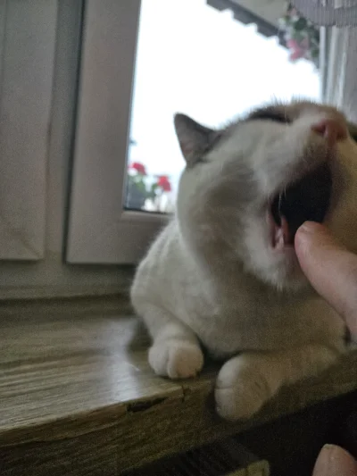 Solsith - @PiersiowkaPelnaZiol: to kot pańci, ja tylko fotki strzelam i szarpaki użąd...