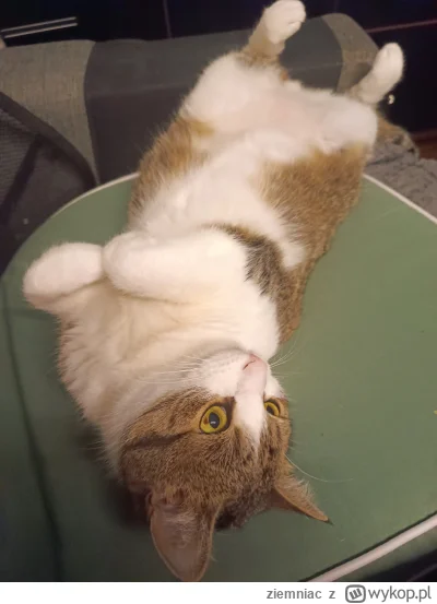 ziemniac - No dajcie plusika, pliiiz
#koty #bombi