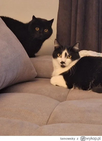 tamowsky - @BlancheBarton:  a to moje