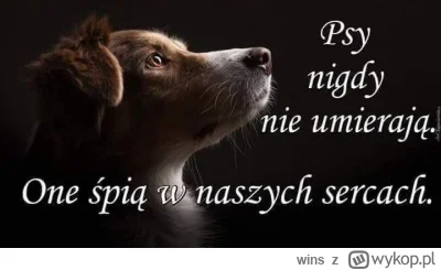 wins - #psy #psiairze