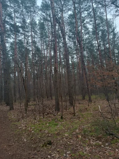 tomwick55 - Robię wędrówkę choupską po powiatowym lesie.

#przegryw #las #spierdotrip...