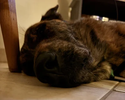 asdfghjkl - Piesolina dziś pierwszy raz odważyła się do morza wejść i pływała ( ͡° ͜ʖ...