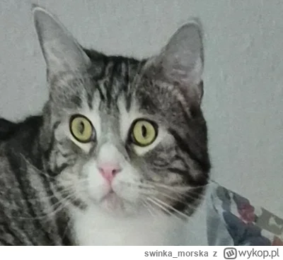 swinka_morska - @Lujdziarski ej Kacpi widać po mnie