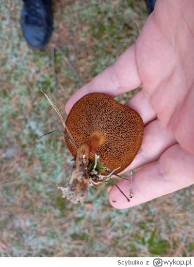 Scybulko - Mirki co to za grzyb?

#grzyby #grzybobranie