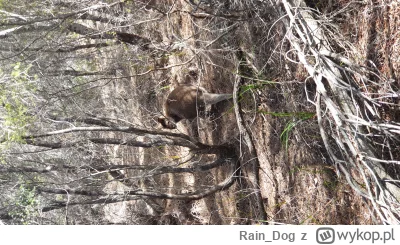Rain_Dog - Tasmania, w krzakach żyją sobie kangury