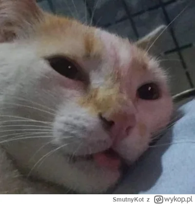 SmutnyKot - #dziwnekotki