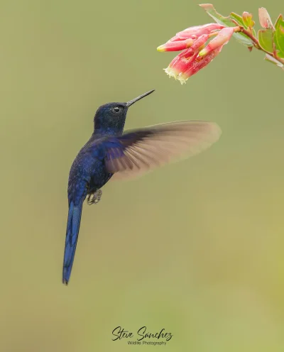 Lifelike - Lordzik królewski (Heliangelus regalis)
Autor
#photoexplorer #fotografia #...