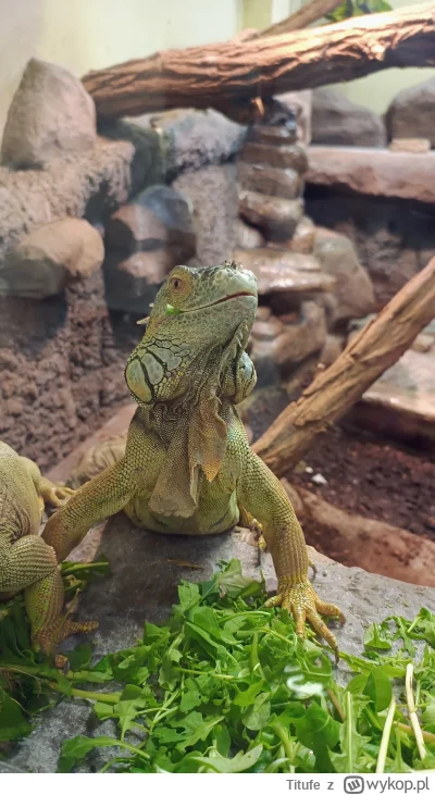 Titufe - @kuncfot ja na urlopie od kwietnia do 10 czerwca :P
 @windaorbitalna chorzow...