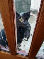 zsokiemowocowym - Kupilem chate po starej babci i ciągle przychodzi do mnie czarny ko...