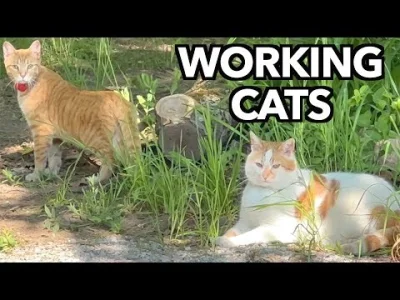 EmcePomidor3 - Fajny kanał znalazłem w temacie #koty
Tu właściciel opowiada o pracy ...