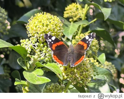 fazjoszi - @Eutemordendo Dziękuję za plusika. Takich motyli koło mojego domu lata na ...