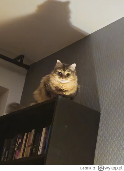 Cedrik - IM THE BATMAN! 

#heheszki #pokazkota