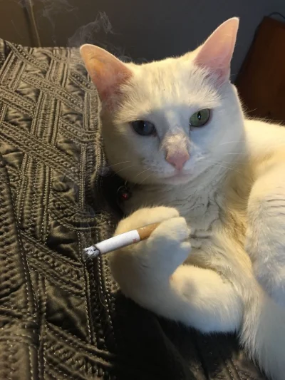 Jashon_Statham - Pozdrawiam w ten piękny bezrobotny dzień. Wysłane +/- 20 CV dzisiaj ...