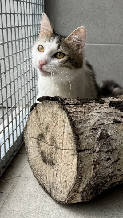 schroniskowekotki - Hetman i jego skromny drapak :)

#koty #kotyzeschroniska #kotki