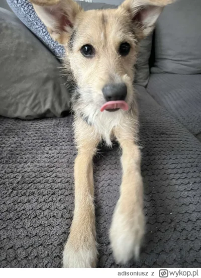 adisoniusz - #pokazpsa #pokazpsiura