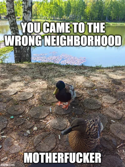 strusmig - @sylwke3100: kto tam wie co sobie myślą kaczki... ( ͡° ͜ʖ ͡°)