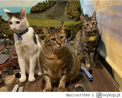 MacronT1000 - #bezczelnekotkiwchodzacenamakietykolejowe #koty #kitku 

Skończyła się?...