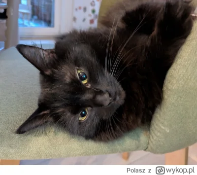 Polasz - A ta Fela ʕ•ᴥ•ʔ
#pokazkota