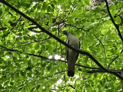 Vegasik69 - #ptaszkowpis  #ptaki #golomp