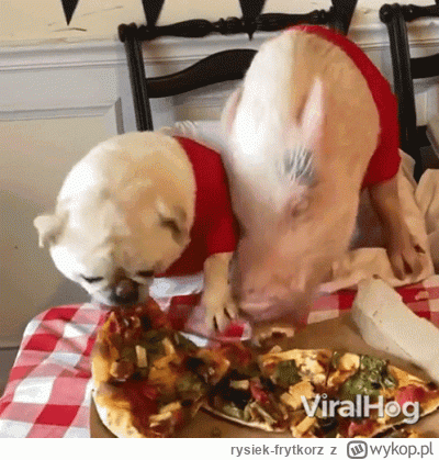 rysiek-frytkorz - @se_mallo: ( ͡° ͜ʖ ͡°)