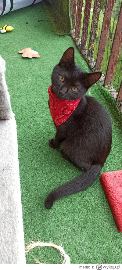 medix - KLINT DE_WESTWOOD
#gownowpis #pokazkota #koty