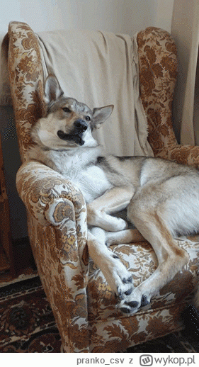 pranko_csv - #prankothewolfdog test