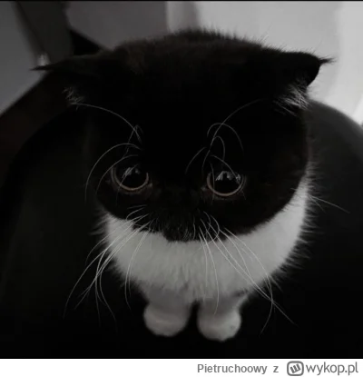 Pietruchoowy - #perfumy Weźcie to ode mnie, bo zacznę się k----ć
Prada Luna Rossa Car...