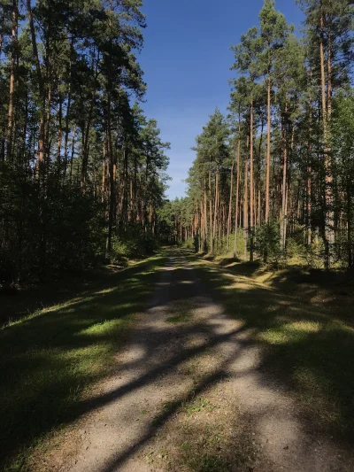 bartlomiej_rakowski - #spierdotrip leśny w jakiś sposób…
#przegryw