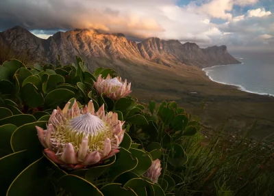 Lifelike - Kwiaty protei królewskiej (Protea cynaroides) w paśmie górskim Kogelberg w...