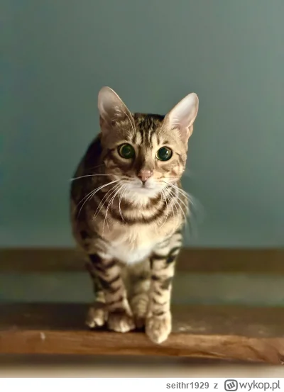 seithr1929 - #pokazkota Pan Trevor będzie skakał. Jest wysoko.