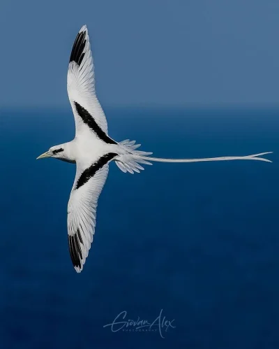 Lifelike - Faeton żółtodzioby (Phaethon lepturus)
Autor
#photoexplorer #fotografia #o...