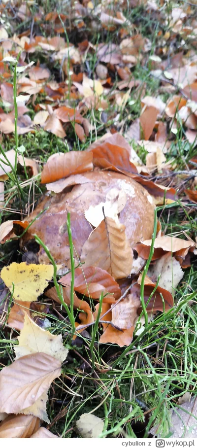 cybulion - @cybulion i ja zaczne, dzien dobry. Wczoraj załadowałem w siebie ponad 4kk...