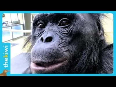 johann-meier - Bonobo są właściwie na poziomie dzieci, bardzo inteligentne zwierzęta: