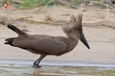 Lifelike - Waruga (Scopus umbretta)
#photoexplorer #fotografia #ornitologia #ptaki #p...