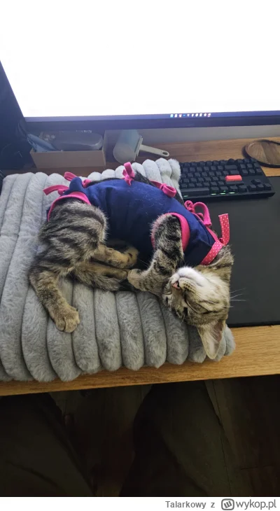 Talarkowy - #pokazkota i tak sobie odpoczywa 😊