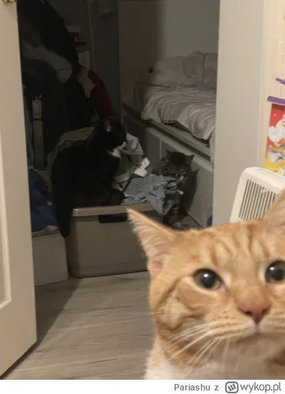 Pariashu - sytuacja jest napięta #pokazkota