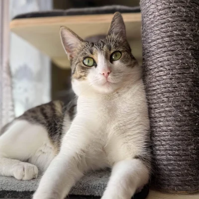 fuurin - Za mało kotów dzisiaj na mirko (ʘ‿ʘ)
#pokazkota #koty