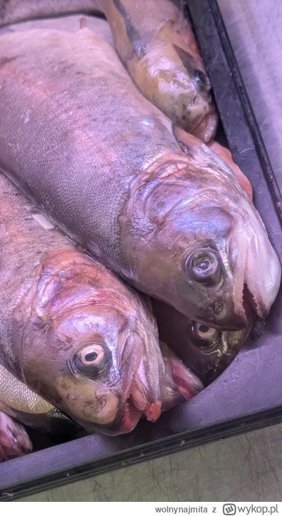 wolnynajmita - #ryba
