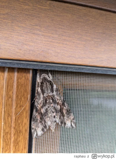 raphau - @jamajskikanion: @vaio @Arbeiter wciąż tam siedzi więc miałem okazję zrobić ...