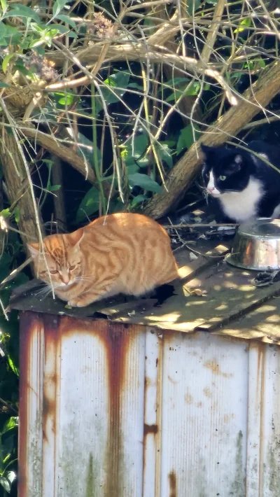 xionc0586 - #koteczkizprzypadku #koty