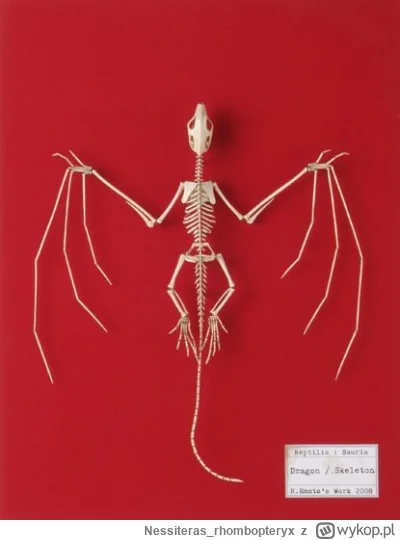 Nessiteras_rhombopteryx - #gabinetosobliwosci
SPOILER