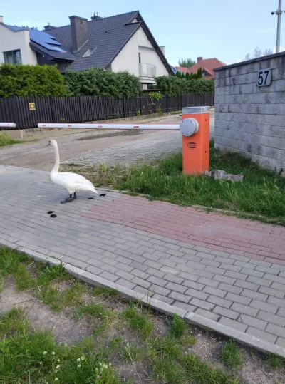 KarnetNaGlony - bezczelne ptaszysko jeszcze się zesrał na środku

#przyroda #ptaki