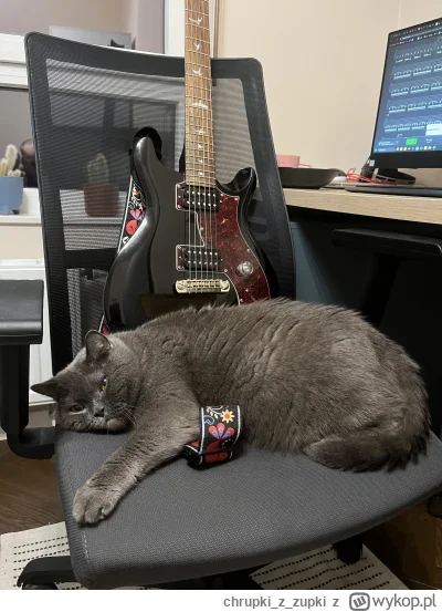 chrupkizzupki - #pokazkota #gitara