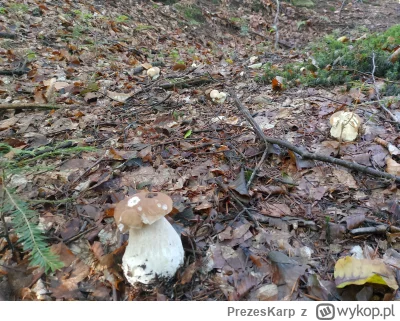 PrezesKarp - @PrezesKarp Siedmioraczki